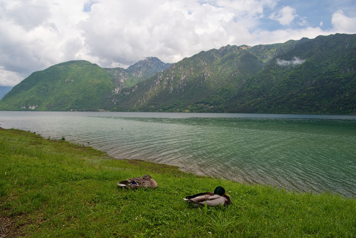 11 beautiful lakes in Northern Italy 10 Two ducks rest on green grass by a calm lake, with forested mountains and cloudy skies in the background. The water reflects some of the greenery from the landscape.