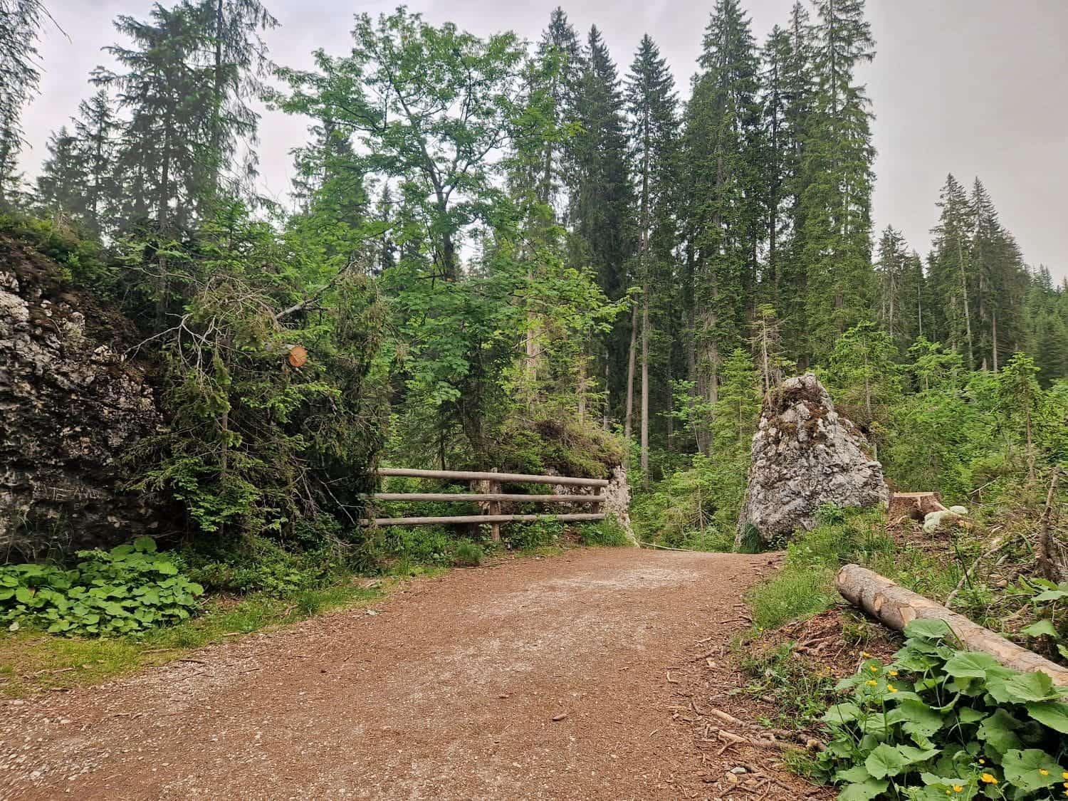 Lago di Carezza: Visit The Rainbow Lake of the Dolomites 15 A scenic dirt trail winds through a lush, green forest with tall trees and dense foliage. A wooden fence lines the path on one side, while moss-covered rocks and large boulders are scattered around. The sky is overcast, adding a serene and peaceful atmosphere reminiscent of Lake Carezza's tranquility.